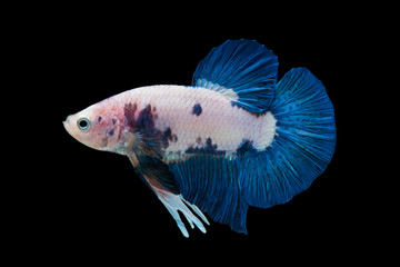 beautiful betta splendens isolated on black background