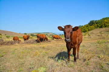 Herd of red cows on pasture