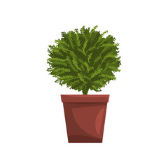 Green indoor house plant in brown pot, element for decoration home interior vector Illustration on a white background