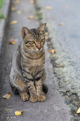 The cute domestic cat