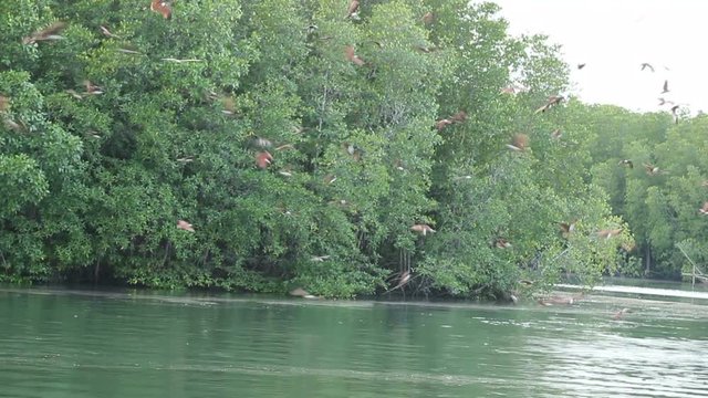 flock of Brahminy kite hoving and feeding on salt water canal