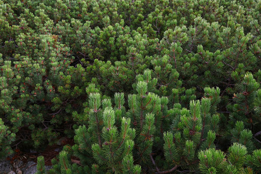Fototapeta Mountain pine trees forest
