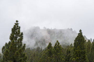 Landscape at the volcano route hiking trail near Refugio El Pilar at La Palma / Canary Islands