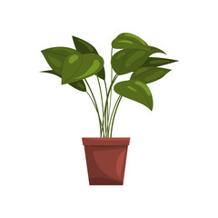 House plant in brown pot, element for decoration home interior vector Illustration on a white background