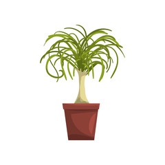 Dracaena indoor house plant in brown pot, element for decoration home interior vector Illustration on a white background