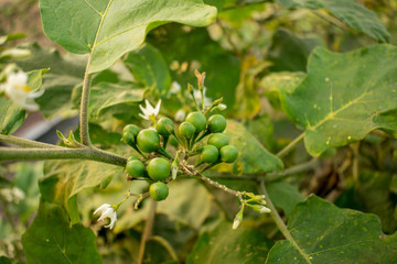 Green vegetables in the backyard