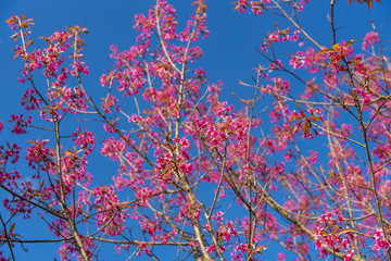 Blossom pink flower tree over nature background, Spring flowers background