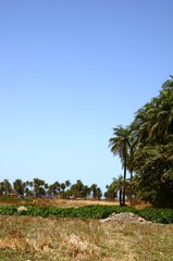 Lemen : Plantation d’herbes et de légumes (North Bank- Gambie)