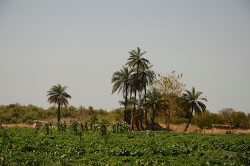 Fototapeta na wymiar Lemen : Plantation d’herbes et de légumes (North Bank- Gambie)