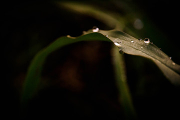 Water Drops 
