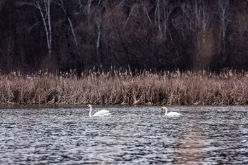 Naklejka na ściany i meble Swan couple swimming along a lake next to vegetation during a late winter day