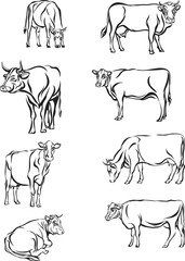 Fototapeta na wymiar Cow, vector, animals, design Various options cow image