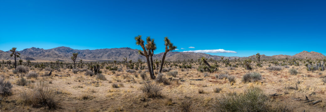 Panoramic view of the Joshua Tree National Park's landscape in the Mohave Desert of California