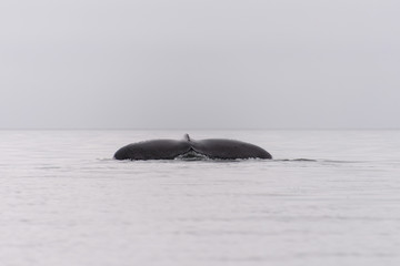 Humpback whale fluke in Antarctic sea