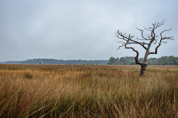 Old Tree Standing Alone in Salty Marsh Landscape