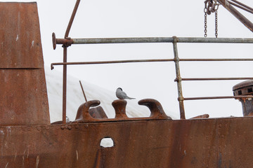 Old rusty wreck in Antarctic sea