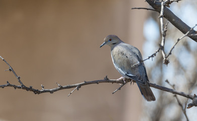 White-winged Dove