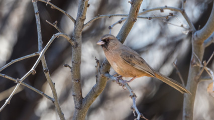Albert's Towhee