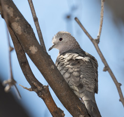 Inca Dove