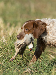 Obraz premium French Brittany Spaniel Hunting Dog