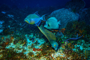 Fototapeta na wymiar Fish on the reef