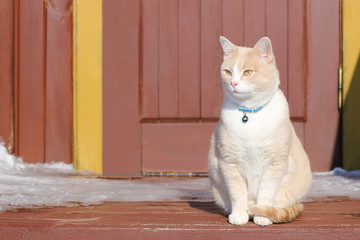 Red cat with rose nose sitting on the porch against a wooden door.