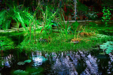 Concept of unspoilt nature, ecology. Sunlight on the plants in the pond. Romantic solitude in nature. Play of light and shadow. 