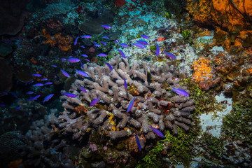 Fototapeta na wymiar Fish on the reef