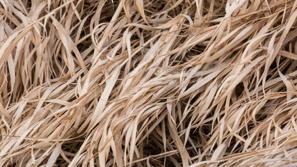 Frost lines the edges of these winter browned grasses before the sun rises to melt it.