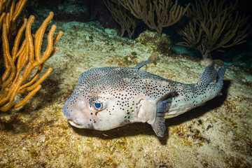 Puffer on the reef