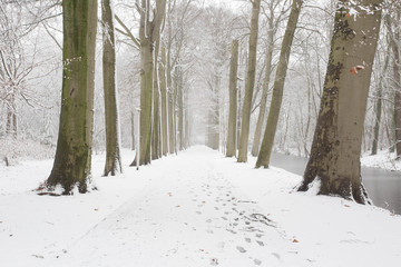 Frozen forest with high trees and snow on the road