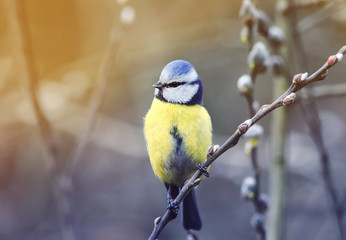 spring small bright bird blue tit sitting on the branch of a willow blooming in April in a Park on a Sunny day