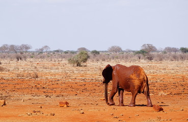 Fototapeta na wymiar Schlammbedeckter Elefant am Wasserloch des Tsavo Ost Kenia 