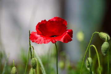 Obraz premium Red poppy flowers blooming in the green grass field, floral natural spring background, can be used as image for remembrance and reconciliation day