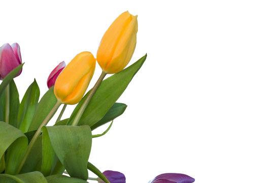 Colorful tulips spring decoration isolated