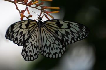 Schmetterling