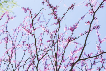 flower trees blooming in New York