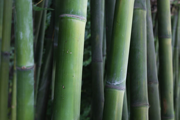 bamboo stick 
