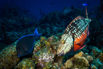 Fish on the reef