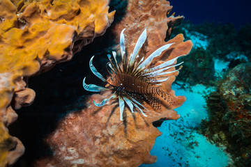 Lionfish on the reef