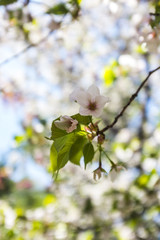 spring flower trees blooming in New York
