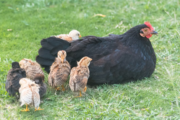 Hen and chicken, mother and babies on the grass 
