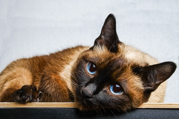 Siamese Thai cat lies and looks into the camera, in the frame, in the soul. Sadness, melancholy, loneliness.