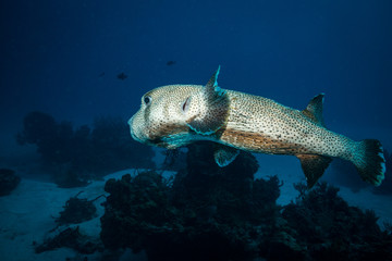 Pufferfish on the reef