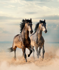 Two beautiful horses running by the sea - 196205824