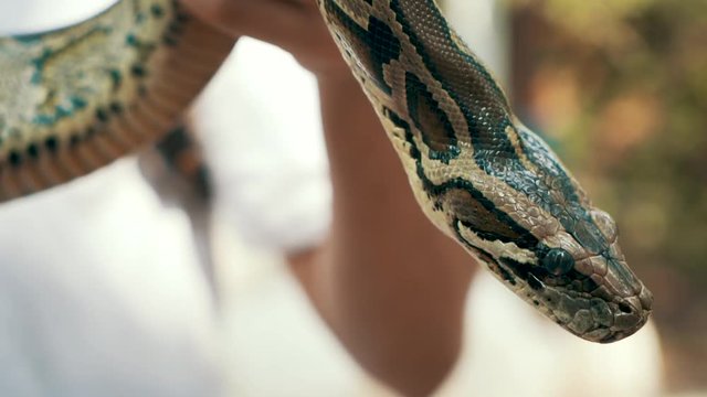 Close up of a cute and curious Burmese Python being held by a tourist in Vietnam