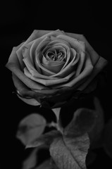 Fototapeta premium Róża