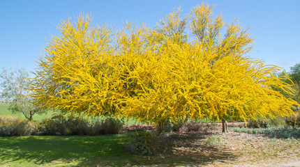 Palo Verde Tree in Spring Bloom