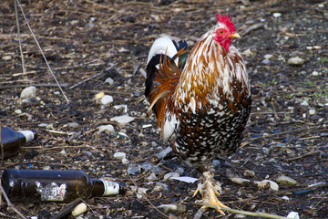 Galline