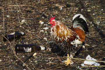 Galline